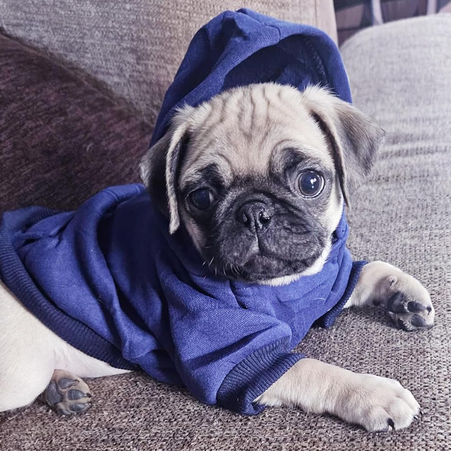 Winter Dog Cat Hoodie Sweatshirt with Pockets - Warm Clothing for Small Dogs and Puppies (Navy, Medium)